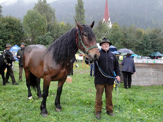 Der österreichische Noriker ist eine der bedeutendsten österreichischen Pferderassen. Ausgestellt wurde von Werner Lanner aus Abtenau (Salzburg) seine Noriker-Stute TAMARA. (Foto: Reiter)